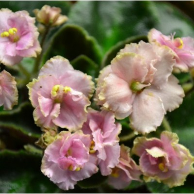 African Violet Pink Plant - Saintpaulia Ionantha